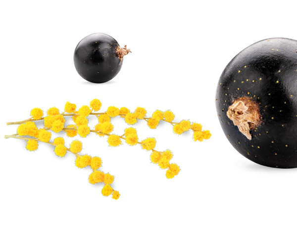 Mimose & Schwarze Johannisbeere