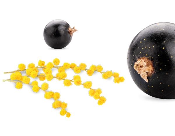 Mimosa & Zwarte Bes