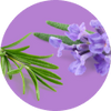 Lavender & Rosemary