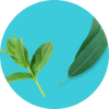 Eucalyptus & Mint