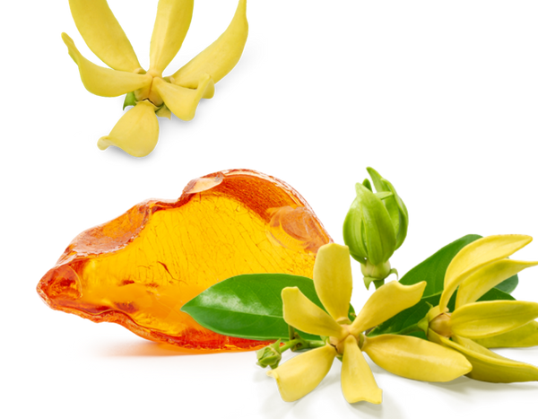 Amber & Ylang Ylang